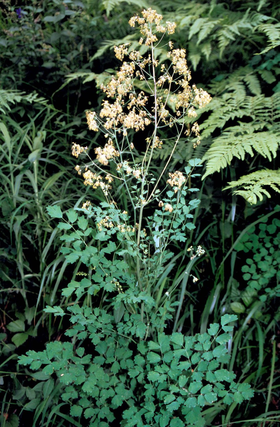 Василистник Thalictrum flavum glaucum