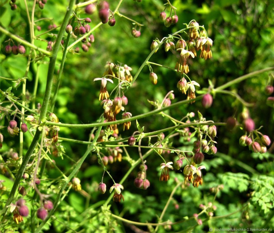 Василистник малый Adiantifolium