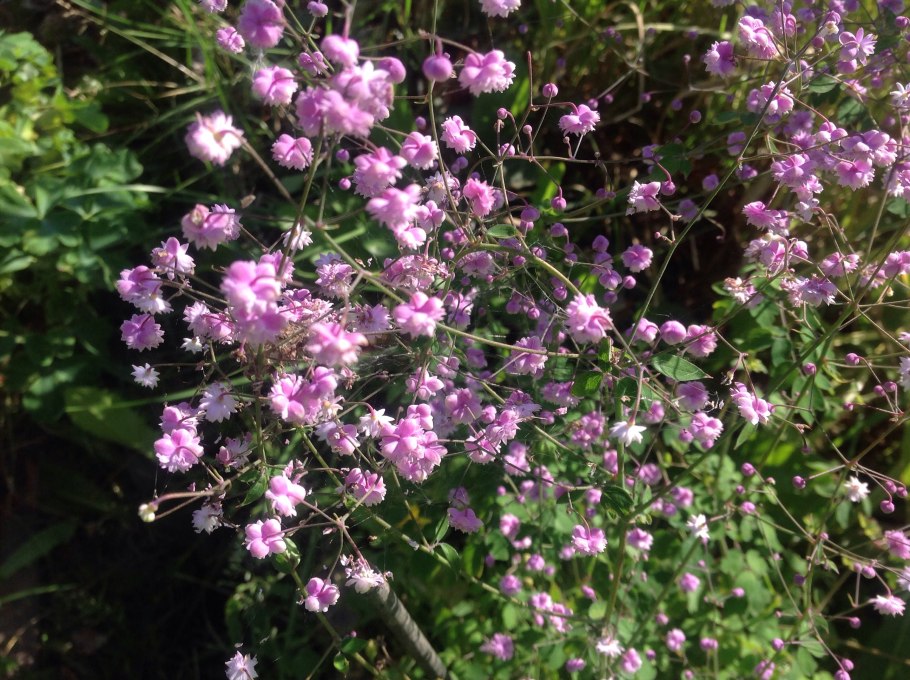 Василистник Thalictrum