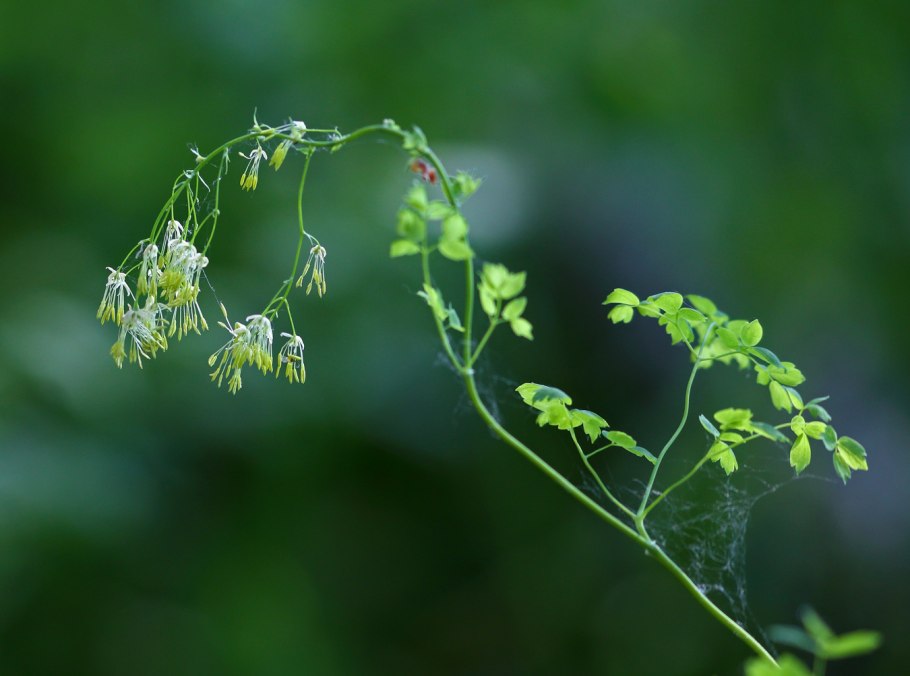 Василистник малый Thalictrum Minus