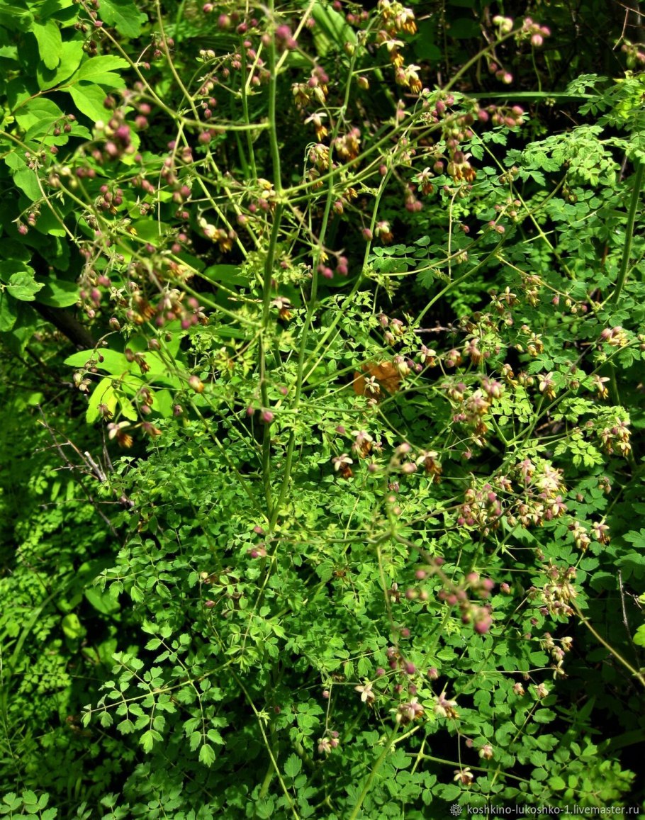 Василистник малый Adiantifolium