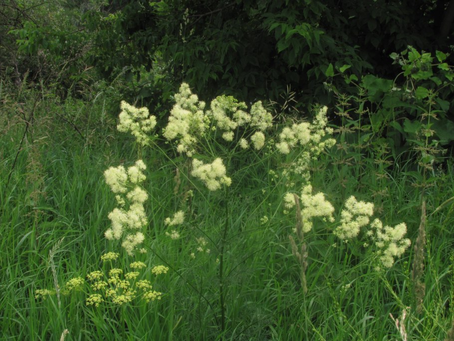 Василистник малый Thalictrum Minus