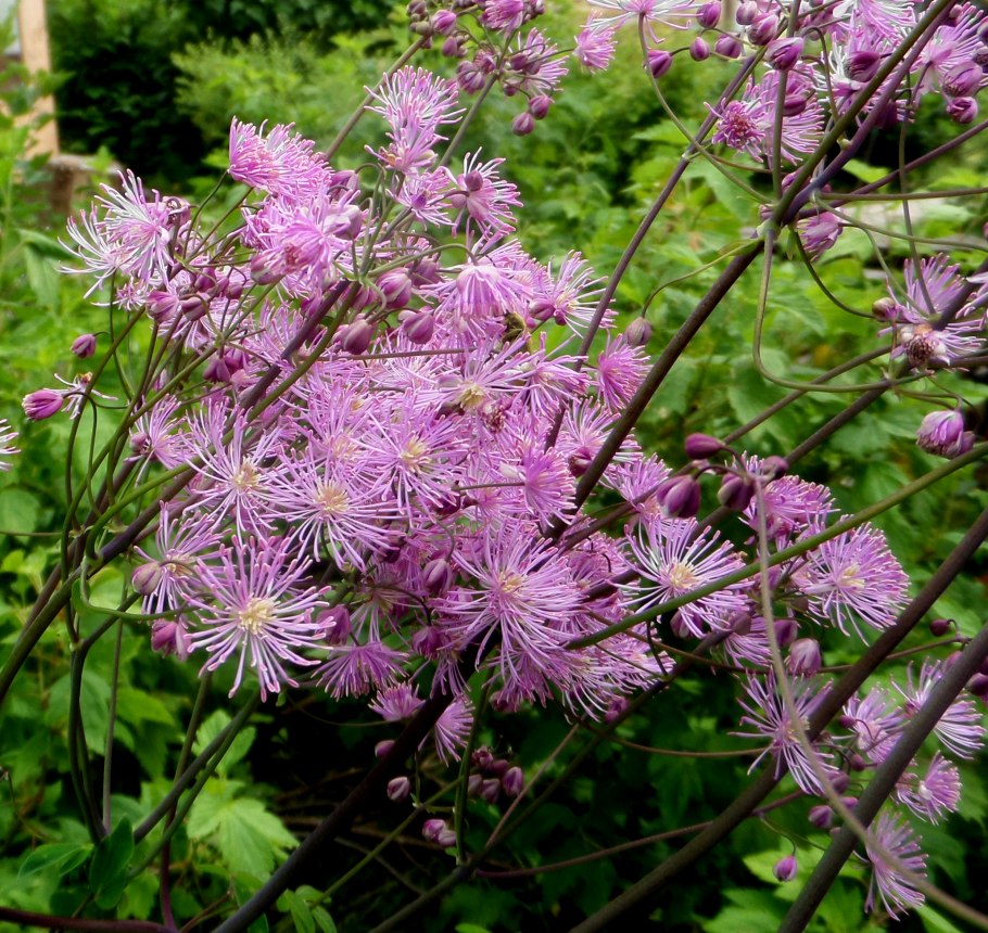 Василистник Thalictrum flavum glaucum
