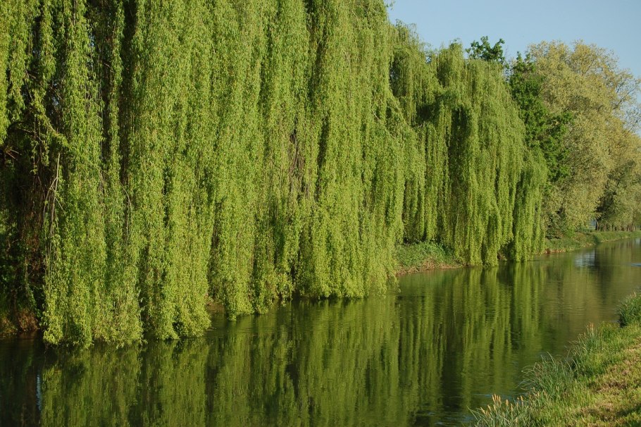 Ива плакучая водопад