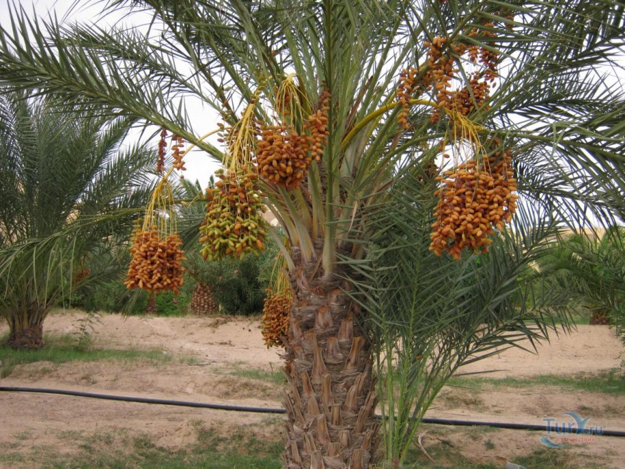 Финиковая Пальма пальчатая