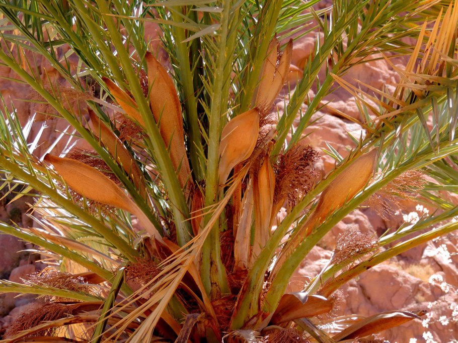 Хурма финиковая Пальма