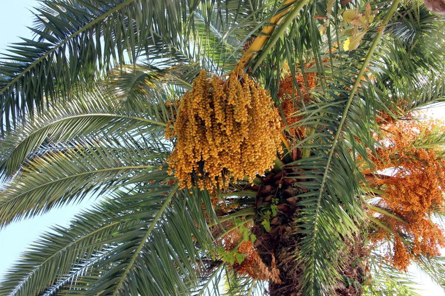 Финик цейлонский