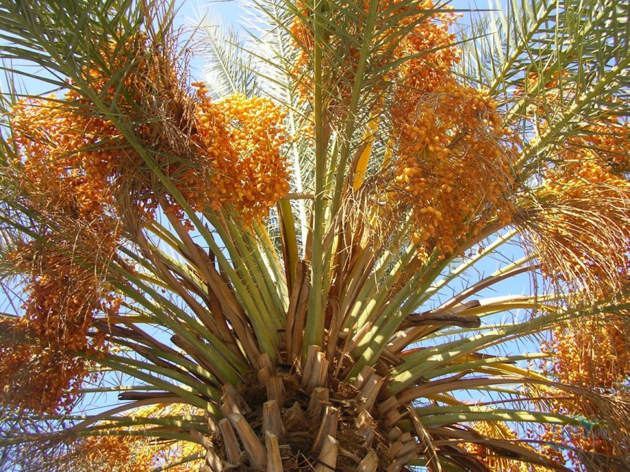 Финиковая Пальма