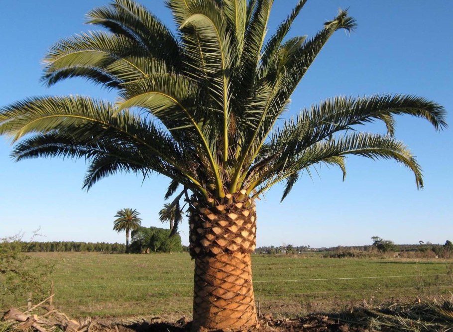 Королевский финик Пальма