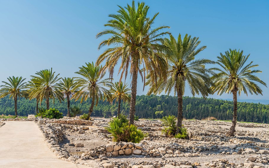 Финик Лесной Phoenix Sylvestris