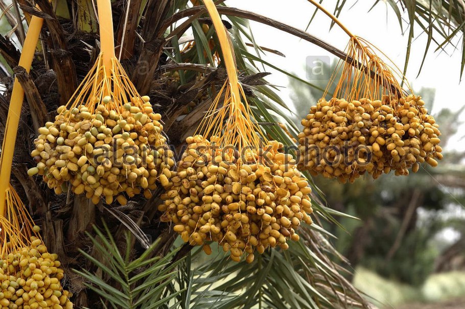 Финиковая Пальма