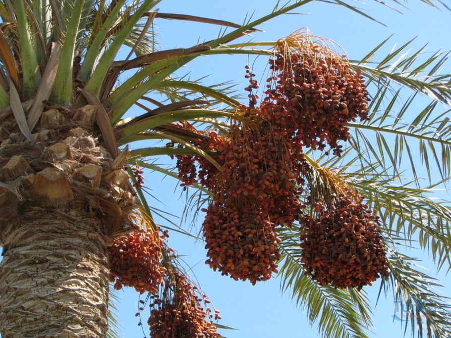 Финиковая Пальма цветение