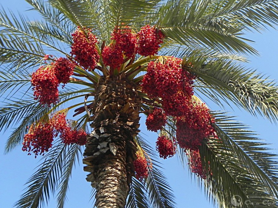 Финиковая Пальма Теофраста