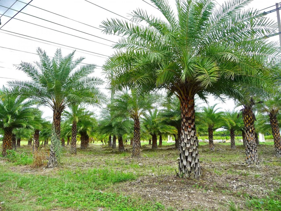 Дикая финиковая Пальма