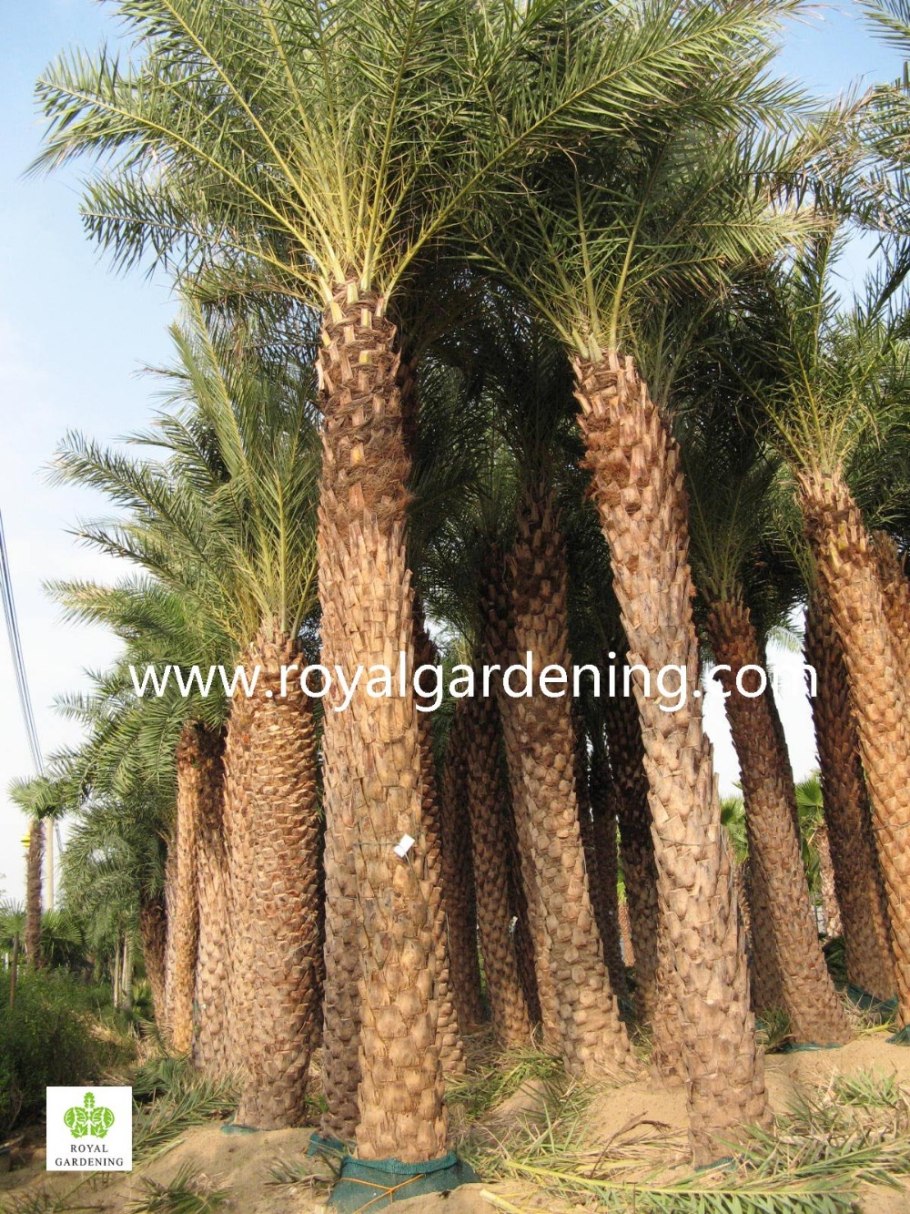 Финиковая Пальма