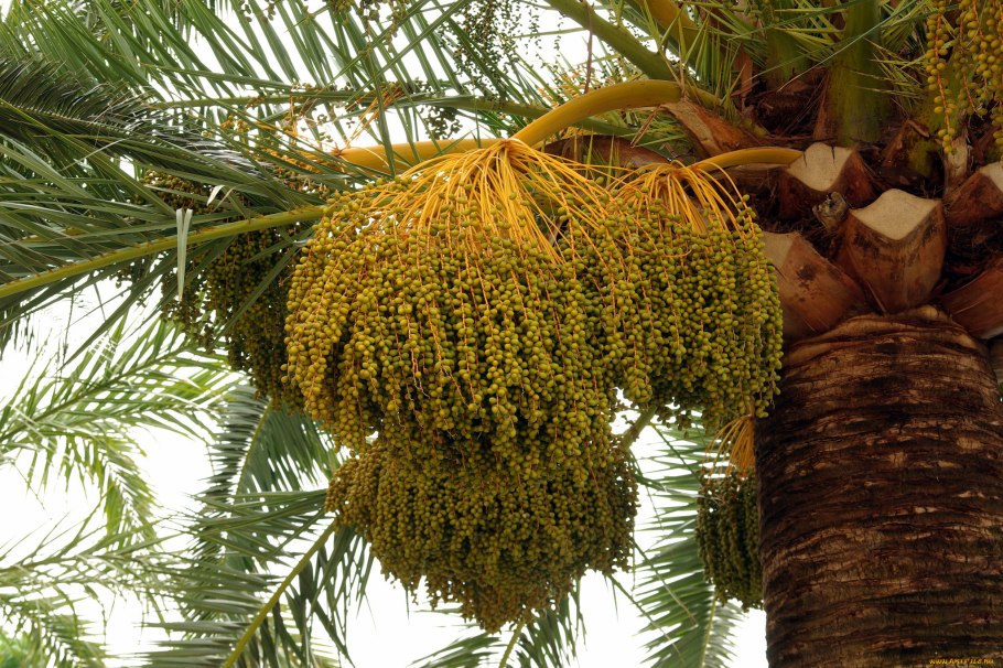 Phoenix dactylifera (финик пальчатый)