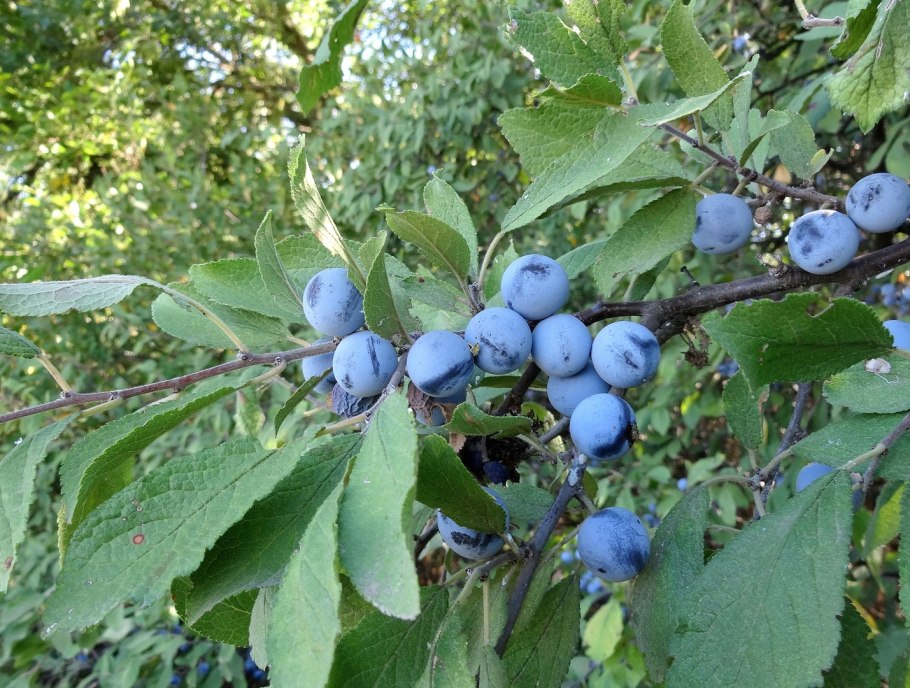 Терн (Prunus spinosa l.)