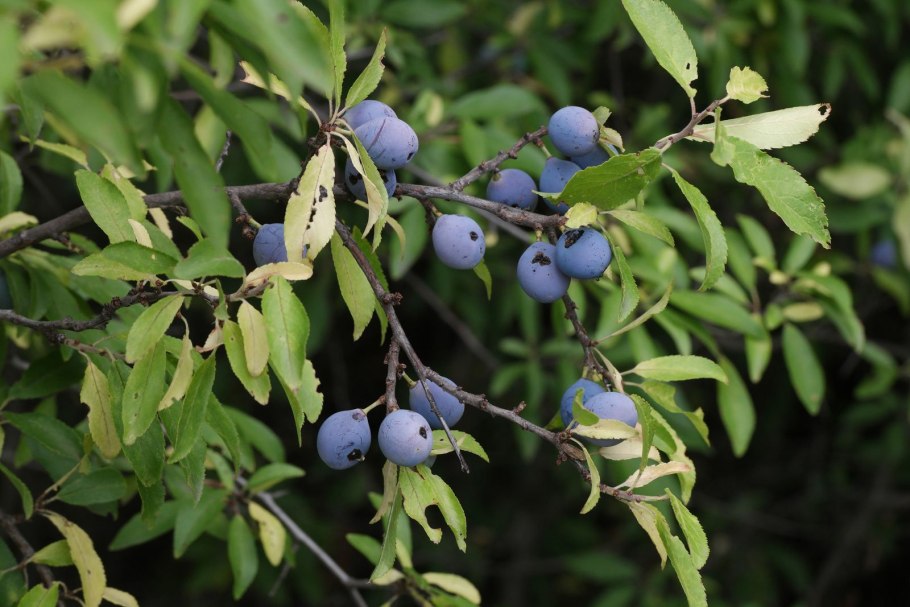 Терн (Prunus spinosa)