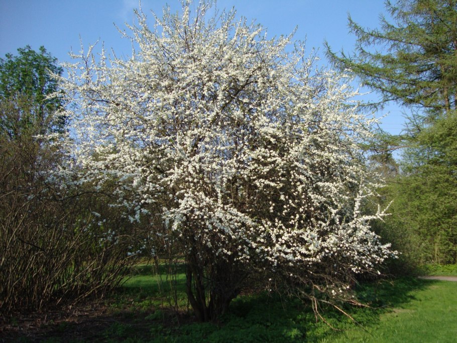 Слива колючая (Терн) (Prunus spinosa)