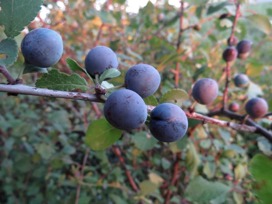 Слива колючая (терн) (prunus spinosa)