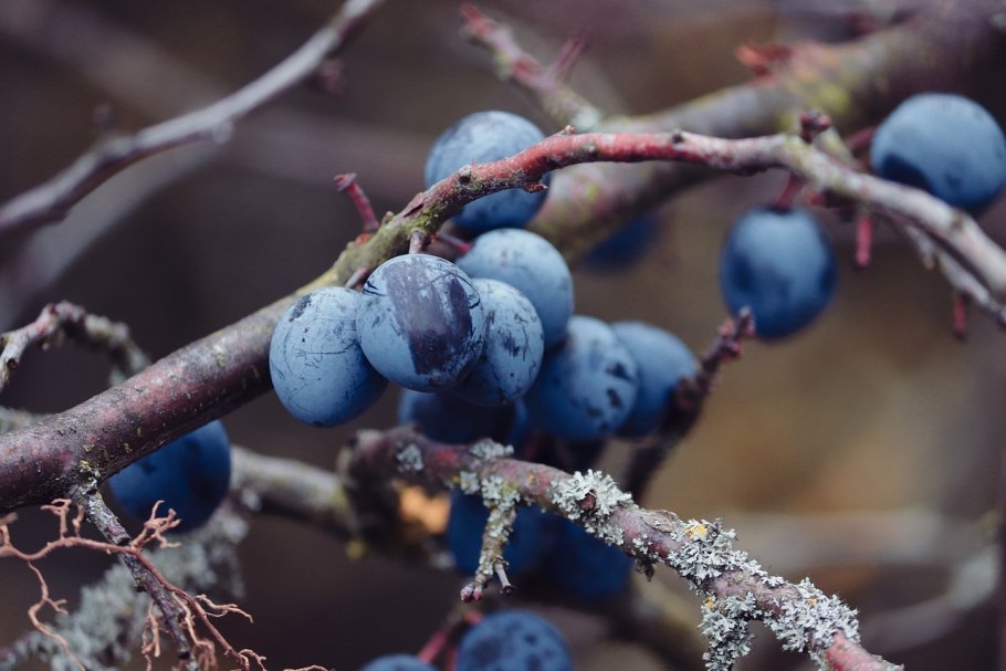 Терн (Prunus spinosa)