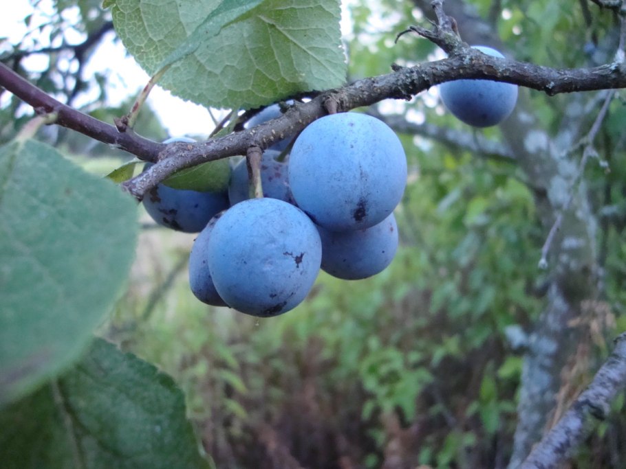 Терн (Prunus spinosa)