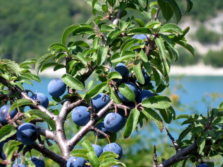 Терн (Prunus spinosa)