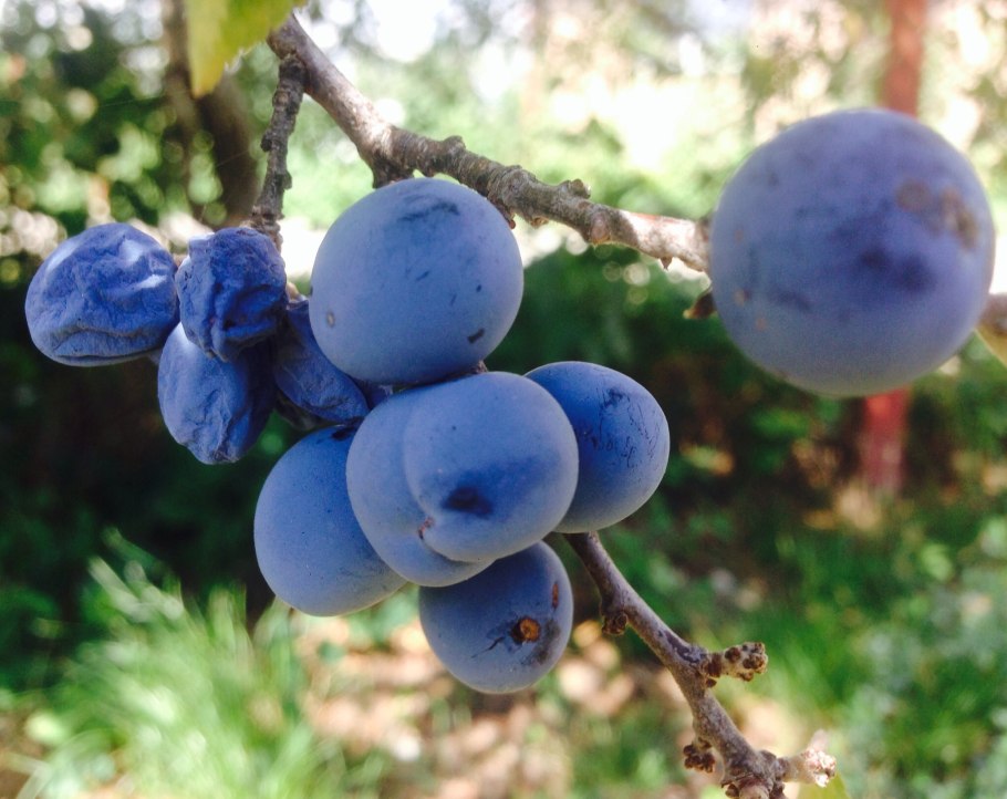 Дикая слива Терн