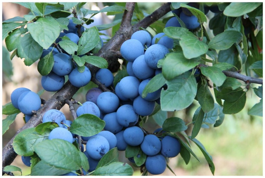 Терн, тернослива