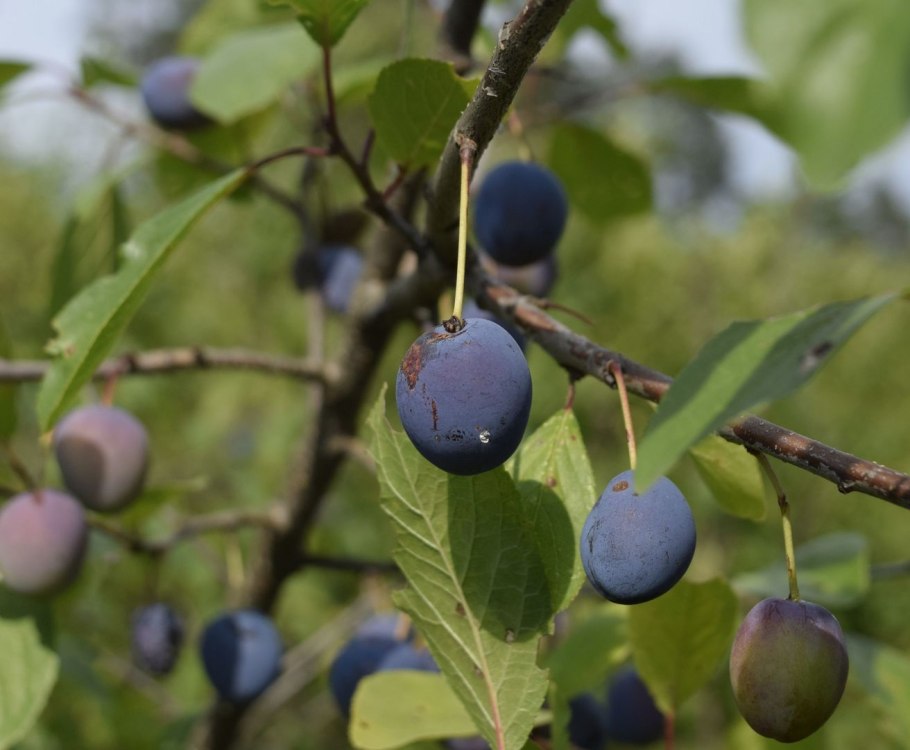 Тернослива Ермак