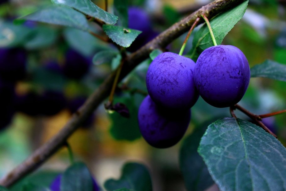 Слива колючая (Терн) (Prunus spinosa)