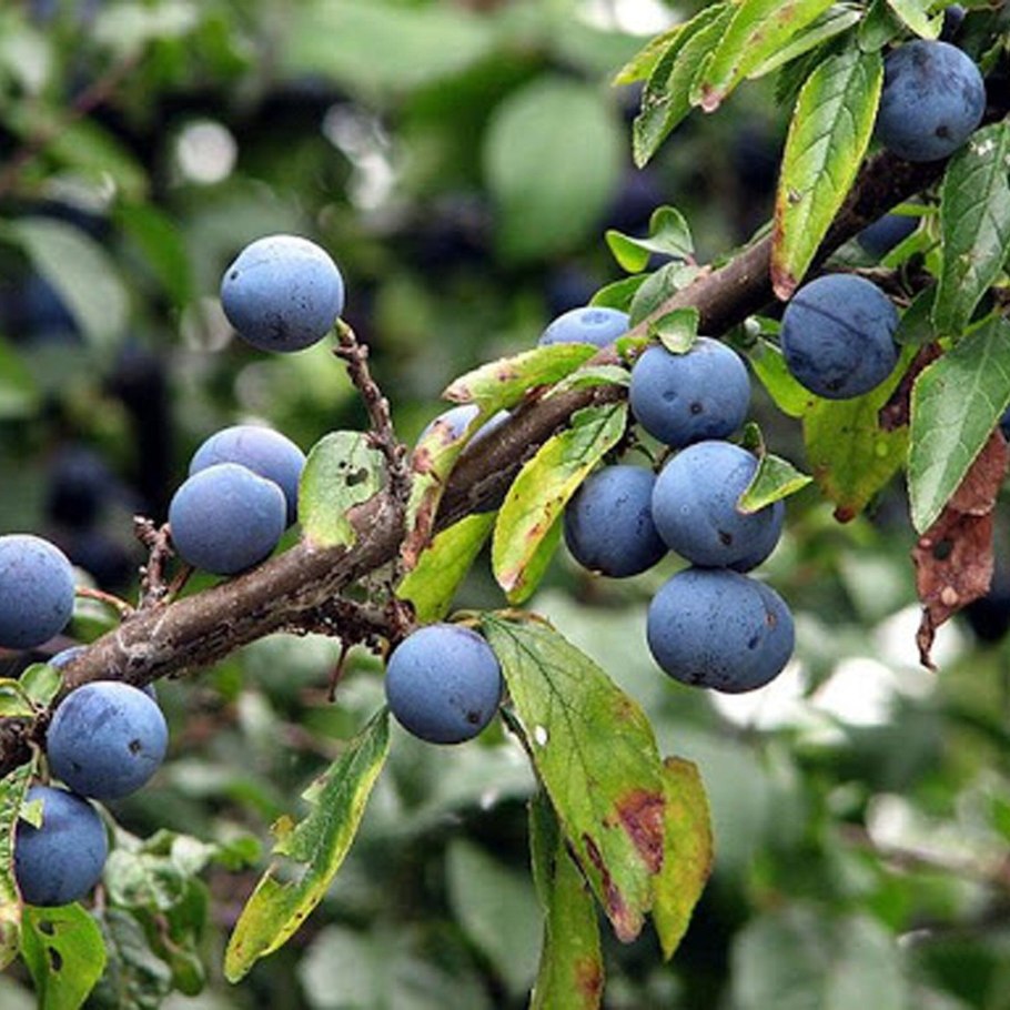 Терн (Prunus spinosa)