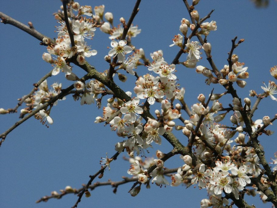 Тернослива Билясувар