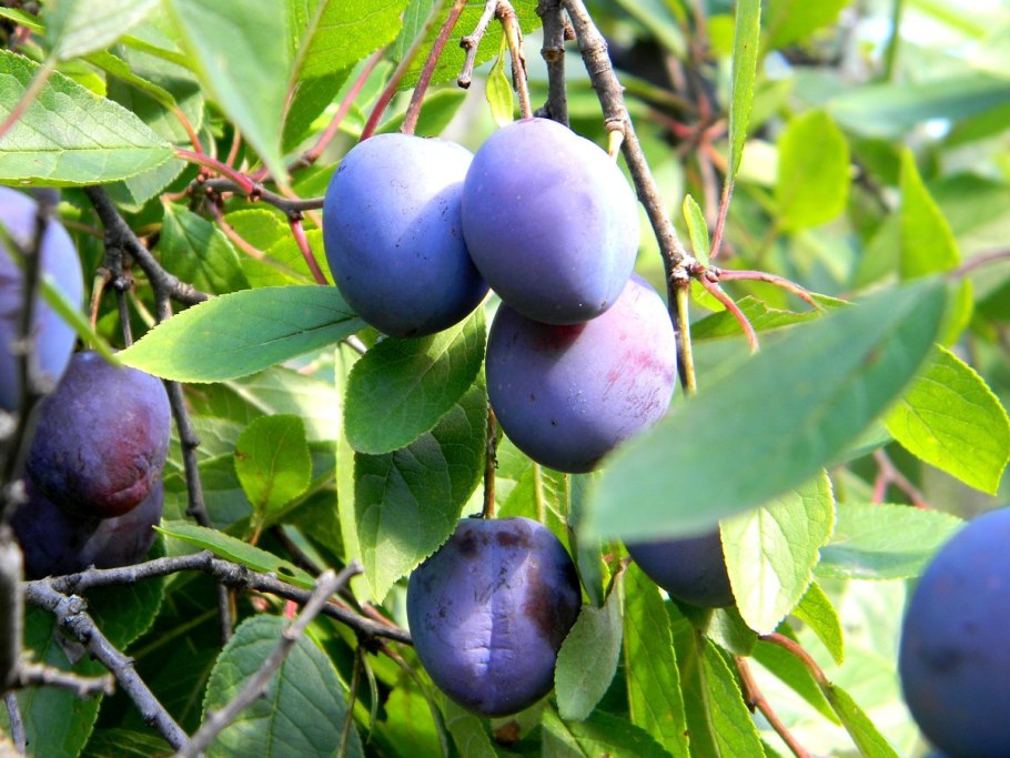 Терн (Prunus spinosa)