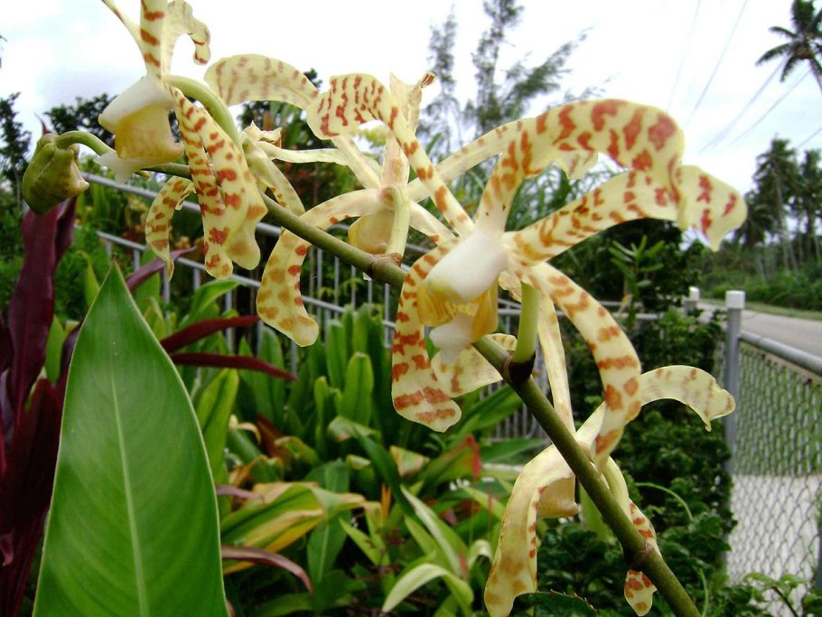 Wallpapers Arachnis breviscapa