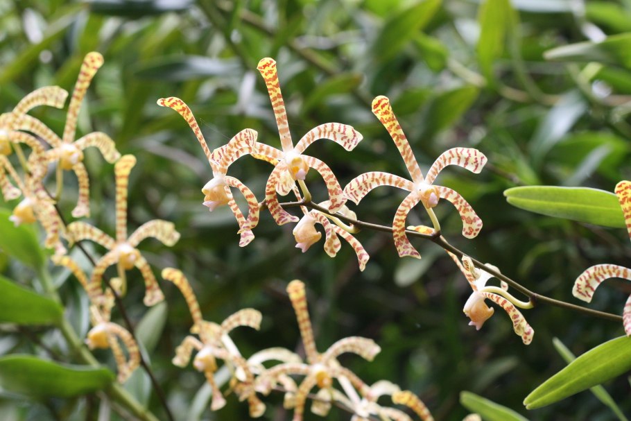 Arachnis Maggie OEI (variegata)