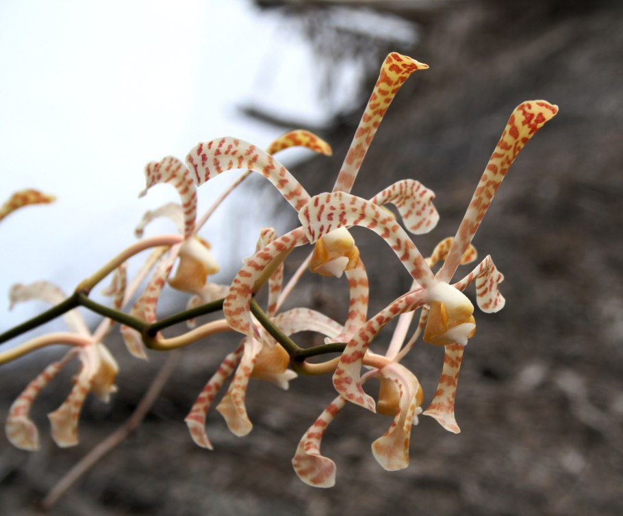 Epidendron Flos aeris