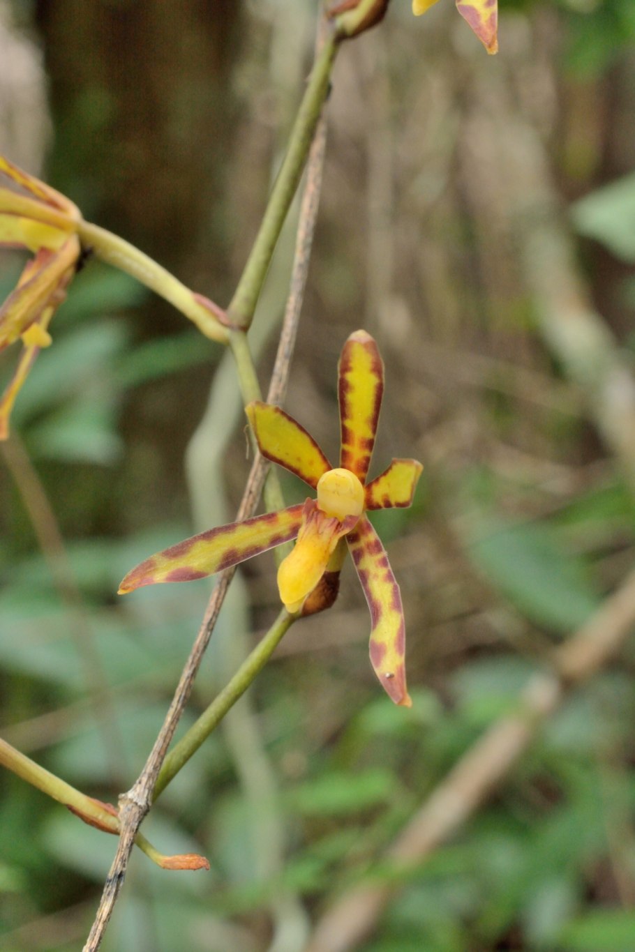 Гусиница Расписная тигровая Arachnis picta