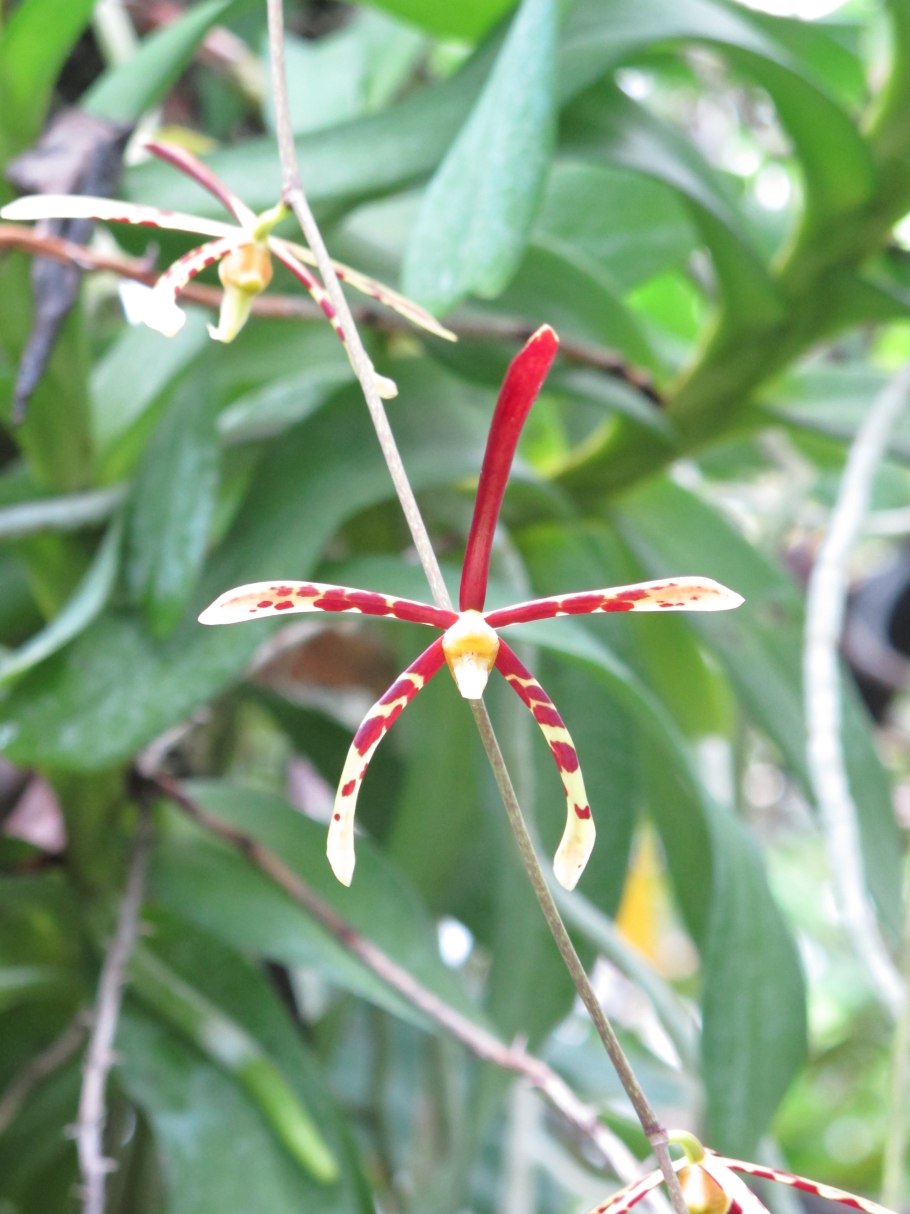 Arachnis Maggie OEI (variegata)