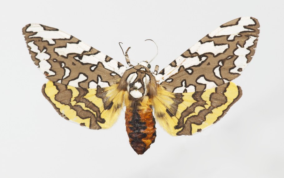 Расписная тигровая бабочка ( Arachnis picta ).