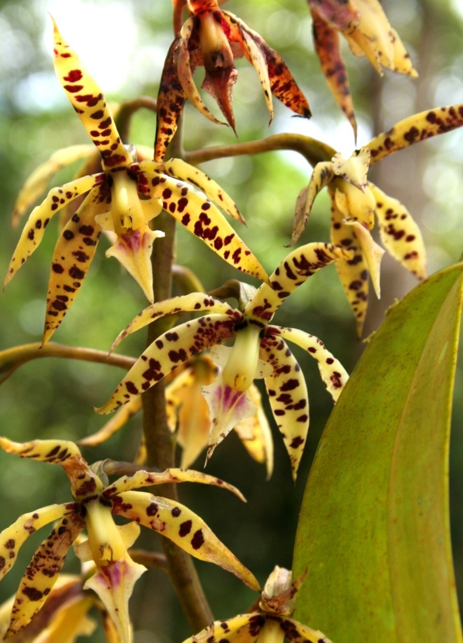 Арантера Орхидея