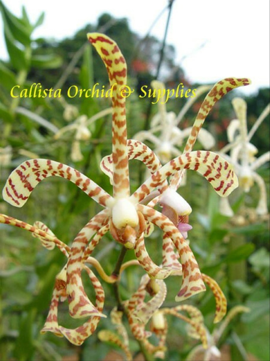 Расписная тигровая Arachnis picta