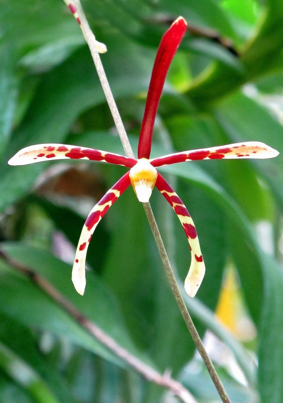 Arachnis Maggie OEI (variegata)