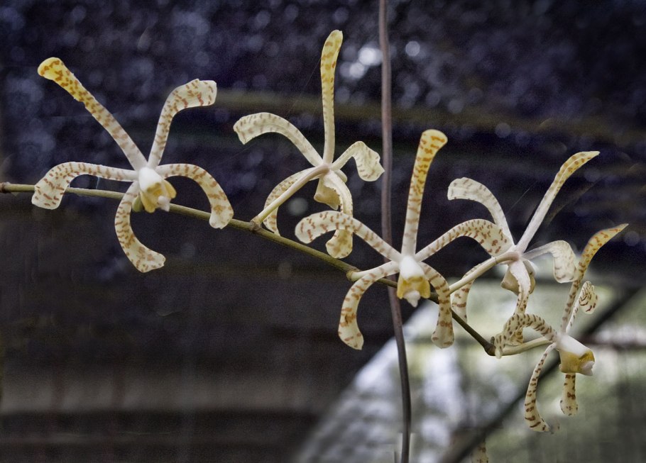 Esmeralda (Arachnis) cathcartii