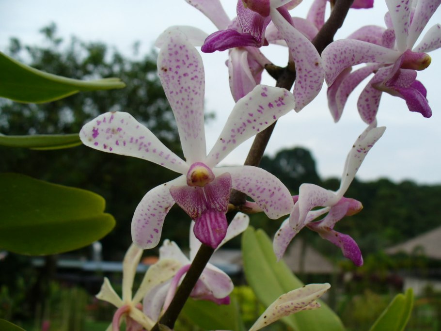 Арантера Орхидея