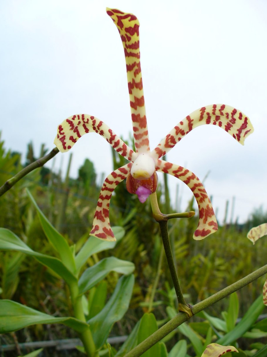 Arachnis Maggie OEI (variegata)