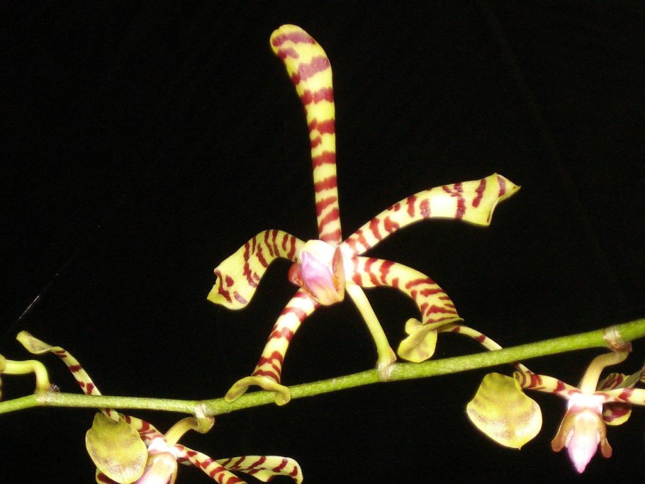 Отель ХАЗБИН Энджел и его брат