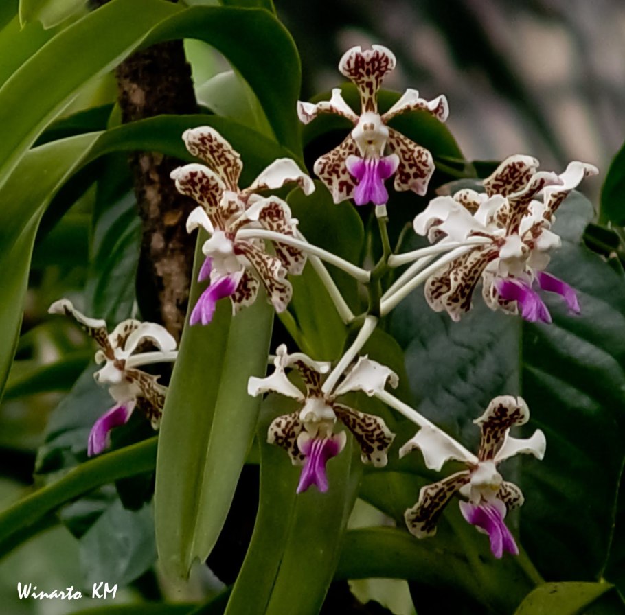 Цветы Орхидея Арантера