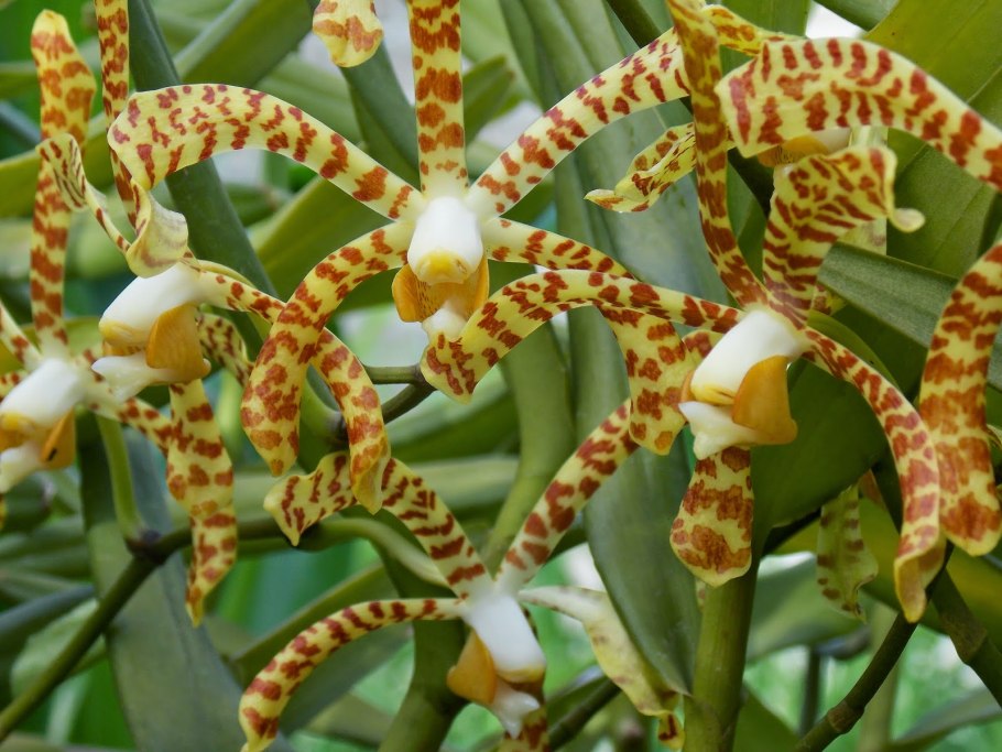 Бабочка Arachnis picta