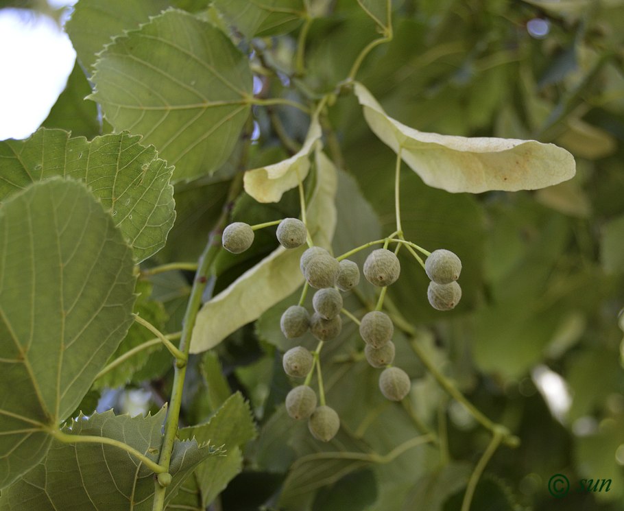 Tilia platyphyllos herba